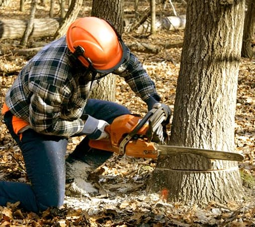 Tree Removal in Thaxton, VA